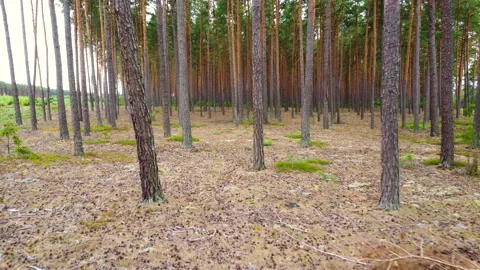 Flight between the trees Stock Footage 221624916