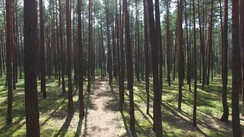 Flight between trees in the forest, aerial view Stock Footage 85614938
