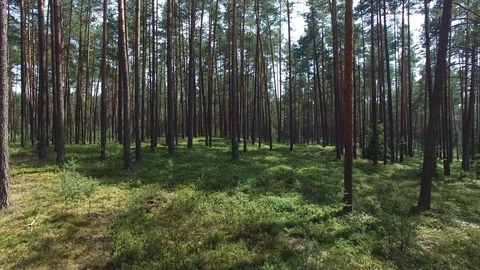 Flight between trees in the forest, aerial view Stock Footage 85614980