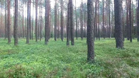 Flight between trees in forest Stock Footage 99118661