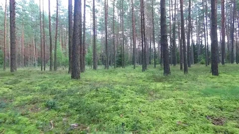 Flight between trees in forest Stock Footage 99118667