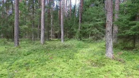 Flight between trees in forest Stock Footage 99118671