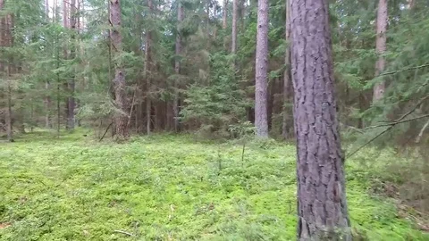 Flight between trees in forest Stock Footage 99118679