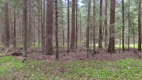 Flight between trees in forest Stock Footage 99118682