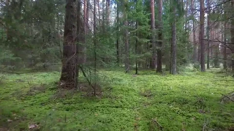 Flight between trees in forest Stock Footage 99118687
