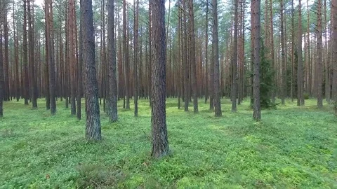 Flight between trees in forest Stock Footage 99118699
