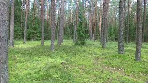 Flight between trees in forest Stock Footage 99118710