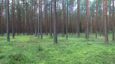Flight between trees in forest Stock Footage 99118749