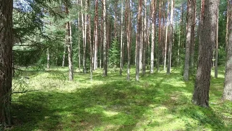 Flight between trees in forest Stock Footage 99118783
