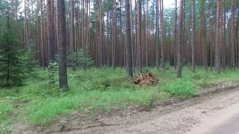 Flight between trees in forest Stock Footage 99118788