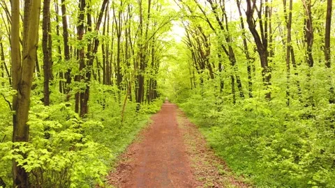 Flight between trees in a green lush forest in spring. Dirt road in the middle. 库存影片 130853085