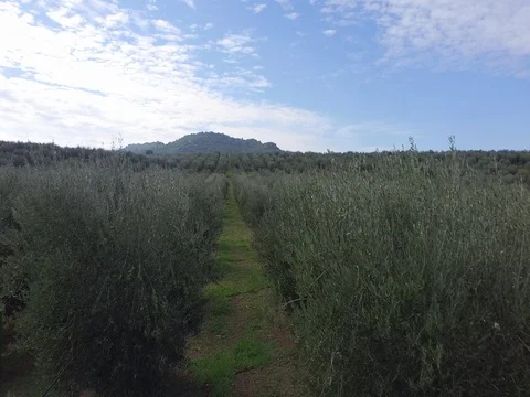Flight between trees of olives Stock Footage 72443105