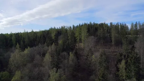 A flight between the trees, over a huge forest to the horizon. A view from th Video stock 155621544