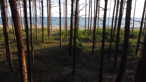 Flight between trees, parallel to the beach on Górki Zachodnie, Gdańsk. Stock Footage 158954859