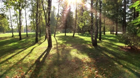 Flight between the trees in a park in backlit Stock Footage 56598751