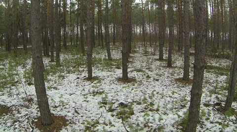 Flight between trees in wood..Aerial  view Stock Footage 35156915