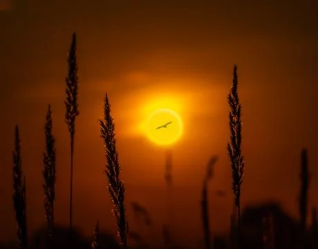 The flight of a bird against the background of the setting sun Stock Photos