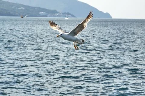 Flight of a bird over the water in the rays of sunlight Stock Photos