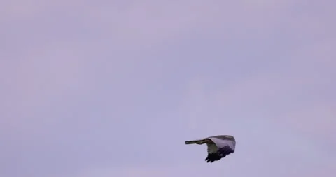 Flight of a bird of prey on a background of clouds, 4K slomo Stock Footage 169482999