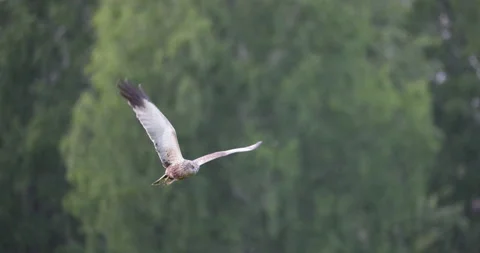 Flight of the bird of prey on the background of the forest, 4K slomo Stock Footage 169481942