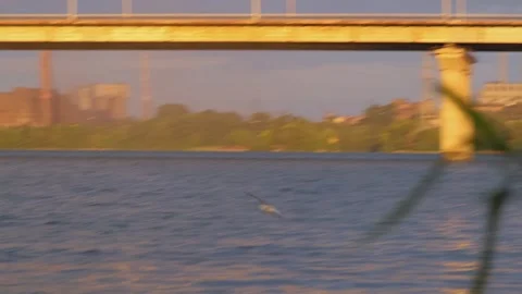 The flight of a bird in the sky. Flight of a lonely bird. One bird against the Stock Footage 309010790