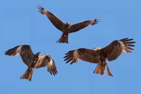 Flight of a bird in the sky Foto stock
