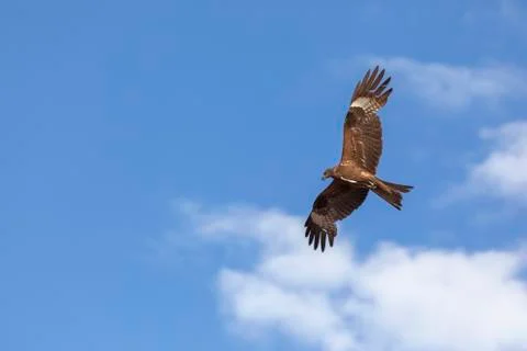 Flight of a bird in the sky Stock Photos