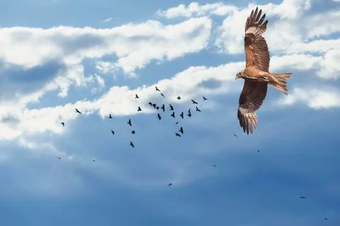 Flight of a bird in the sky Stock Photos