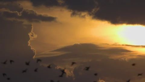 Flight of birds against the background of the setting sun, 4K slomo Stock Footage 245092701