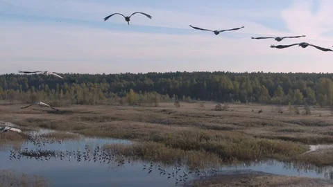 Flight with birds. Flock of cranes in flight. Aerial view of flying birds Stock Footage 116648676