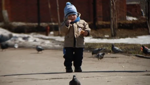 The flight of birds Vídeo Stock 2857748