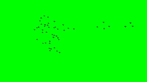 The flight of birds Stock Footage 48717113