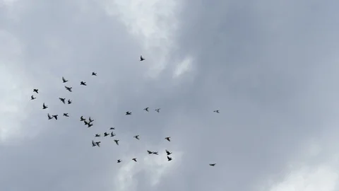 Flight of birds in gray overcasted sky. Slow motion shot 스톡 동영상 86155381