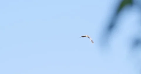 Flight of a black-headed gull in blue sky Stock Footage 262672799