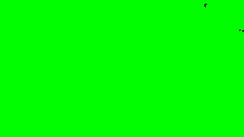 Flight of a black raven crow on a green background Up and right flow of the Stock Footage 113599723