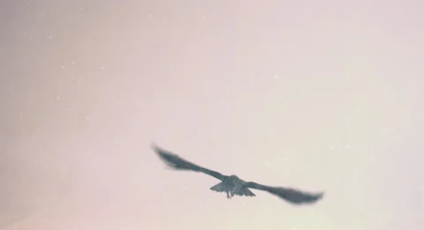 Flight of a black raven on a white background. Stock Footage 68671435