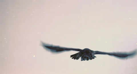 Flight of a black raven on a white background. 库存影片 68671608