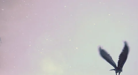 Flight of a black raven on a white background. 库存影片 68671734