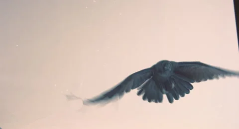 Flight of a black raven on a white background. Stock-Footage 68671977
