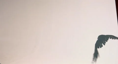 Flight of a black raven on a white background. Stock Footage 68672027