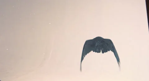 Flight of a black raven on a white background. Vídeos de archivo 68672118