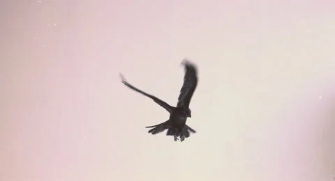 Flight of a black raven on a white background. Vídeos de archivo 68672351
