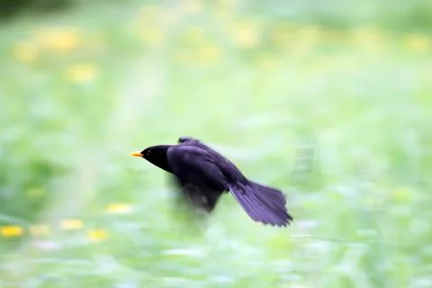 Flight of the blackbird Stock Photos