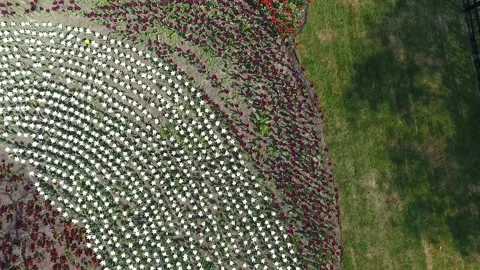 Flight up from a blossoming flowers Stock Footage 159484849