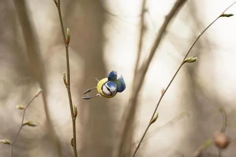 Flight of the Blue Tit Stock Photos