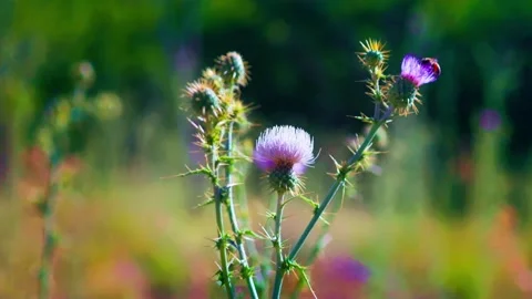 Flight of the Bumble Bees Video stock 337205004