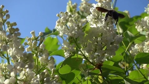 Flight of a Bumblebee to Lilac Flowers Slowmotion Видео 75691114