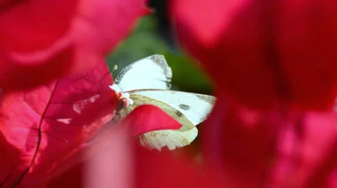 Flight of a butterfly between red flowers Vidéo 37818520