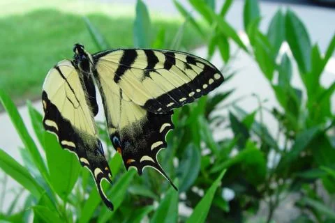 Flight of the Butterfly Foto stock