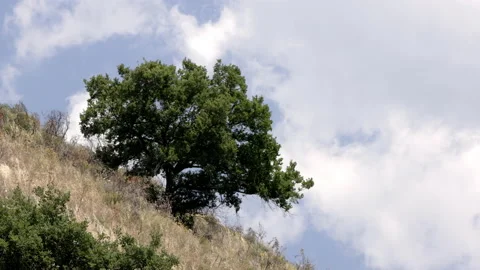 Flight of the buzzard in the countryside 스톡 동영상 233717212